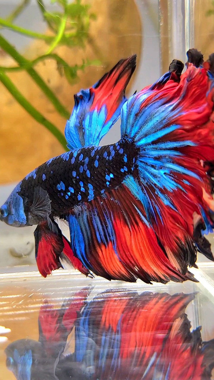 HALFMOON ROSETAIL BLACK GALAXY BLUE AVATAR VAMPIRE BETTA FISH