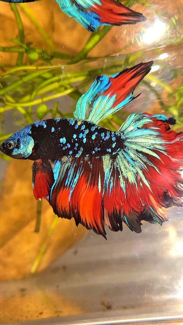 HALFMOON ROSETAIL BLACK GALAXY BLUE AVATAR VAMPIRE BETTA FISH