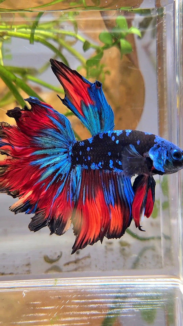 HALFMOON ROSETAIL BLACK GALAXY BLUE AVATAR VAMPIRE BETTA FISH