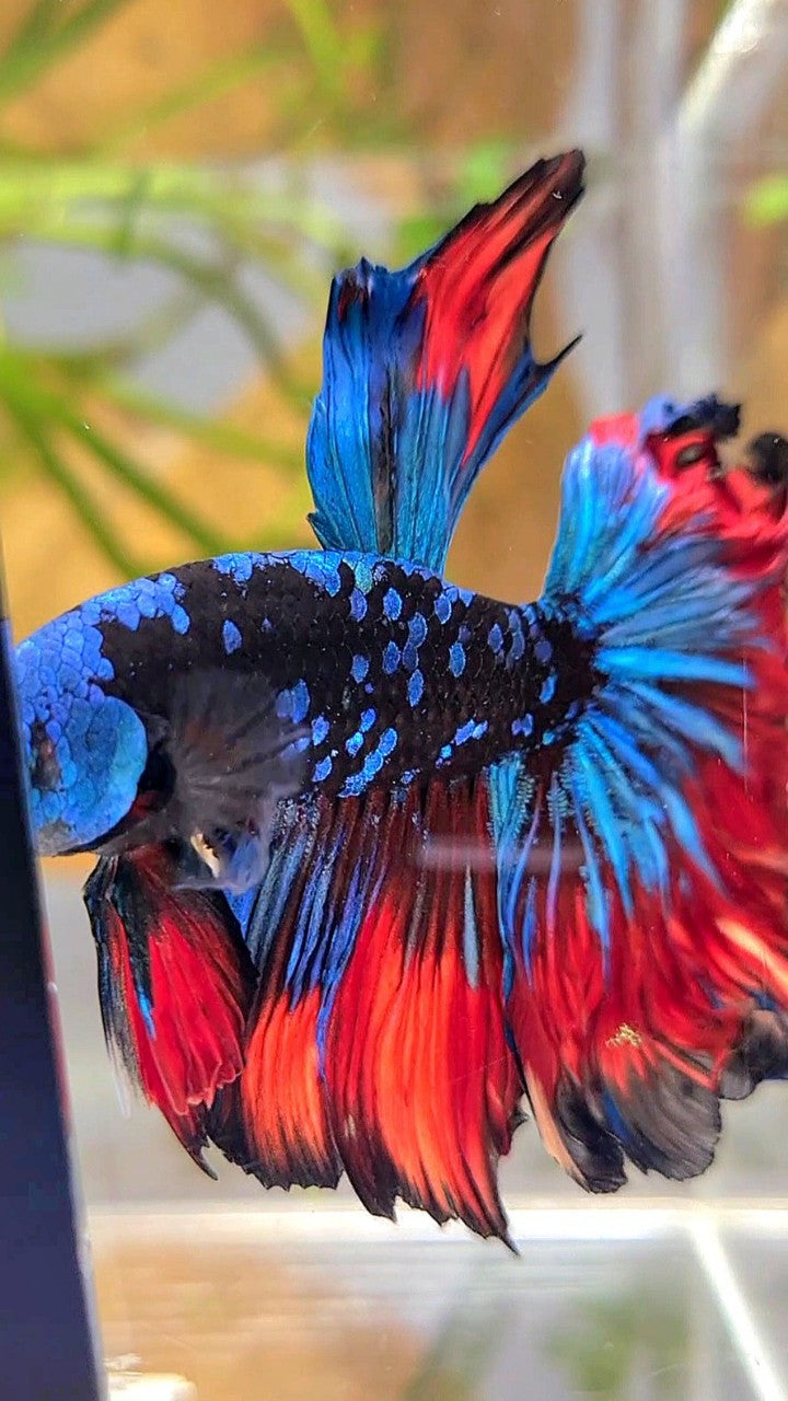 HALFMOON ROSETAIL BLACK GALAXY BLUE AVATAR VAMPIRE BETTA FISH