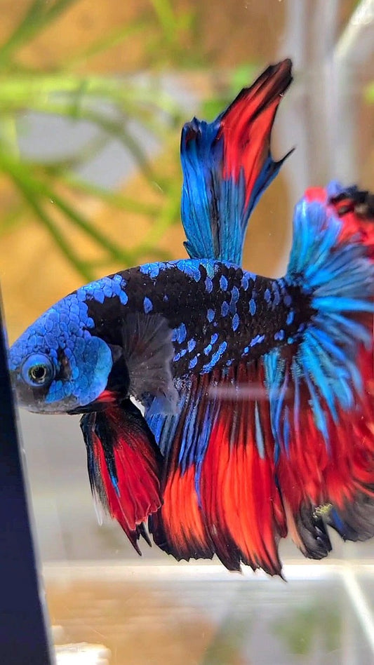 HALFMOON ROSETAIL BLACK GALAXY BLUE AVATAR VAMPIRE BETTA FISH