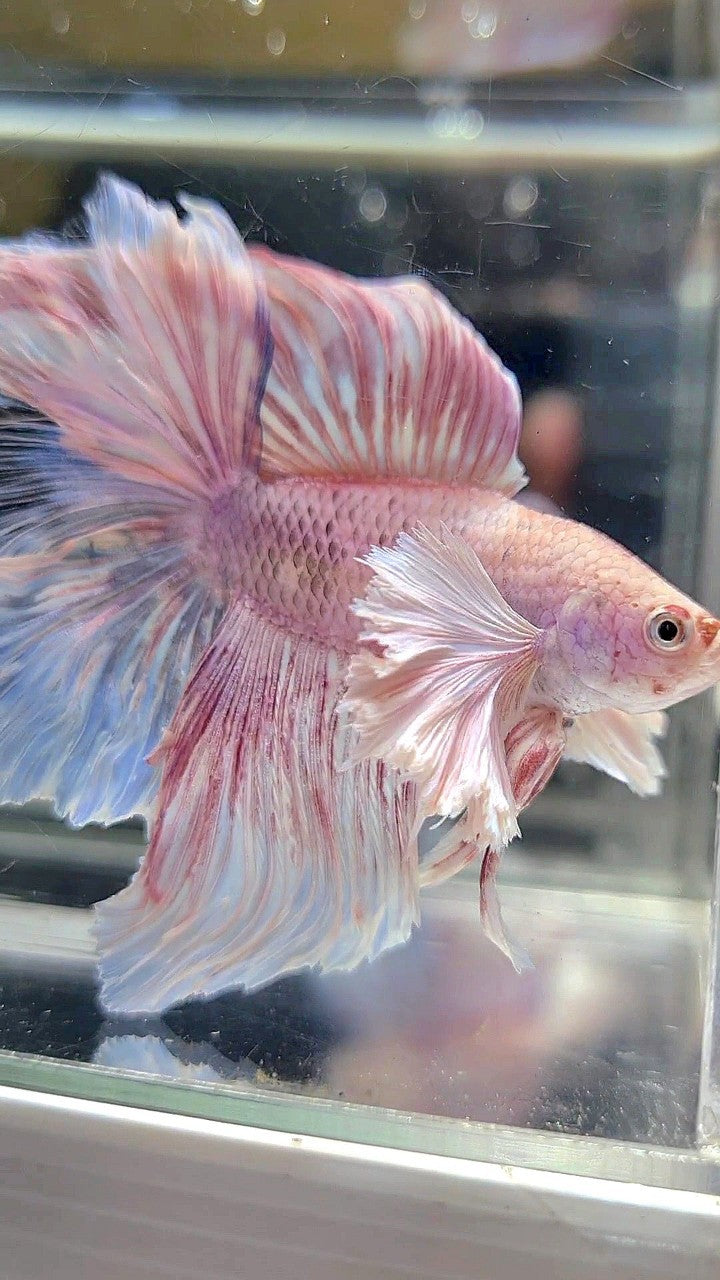 HALFMOON DOUBLE TAIL DUMBO EAR WHITE PINK FLAMINGGO BETTA FISH