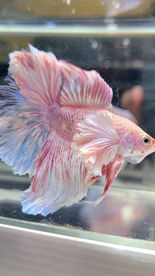 HALFMOON DOUBLE TAIL DUMBO EAR WHITE PINK FLAMINGGO BETTA FISH