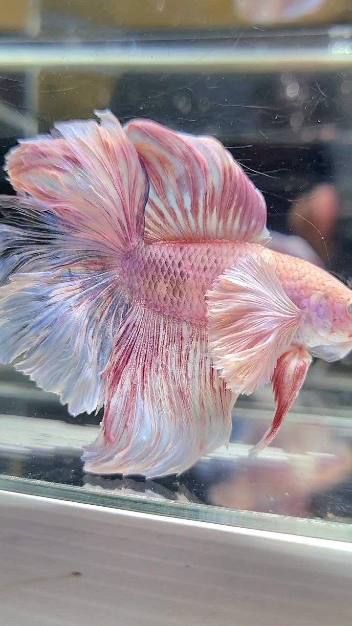 HALFMOON DOUBLE TAIL DUMBO EAR WHITE PINK FLAMINGGO BETTA FISH