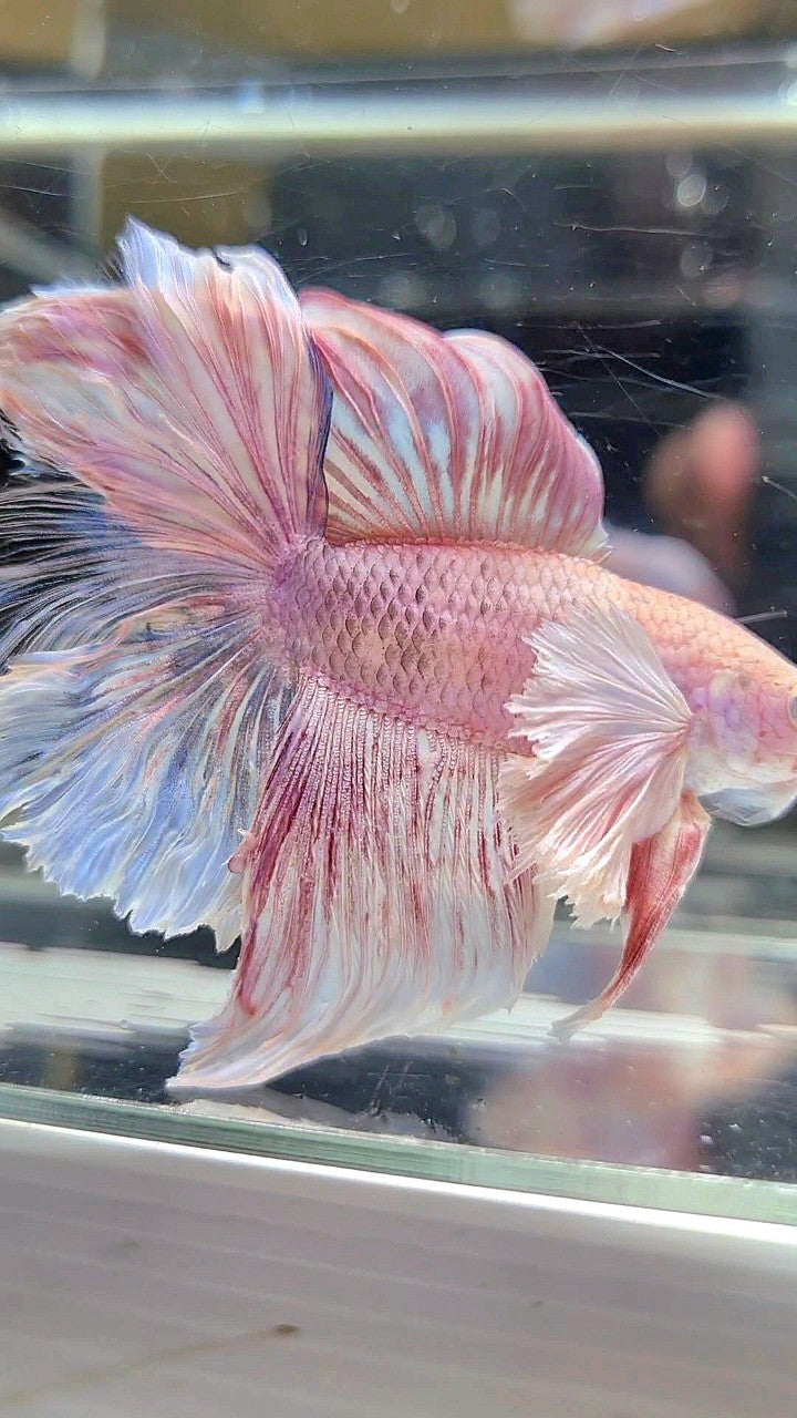 HALFMOON DOUBLE TAIL DUMBO EAR WHITE PINK FLAMINGGO BETTA FISH