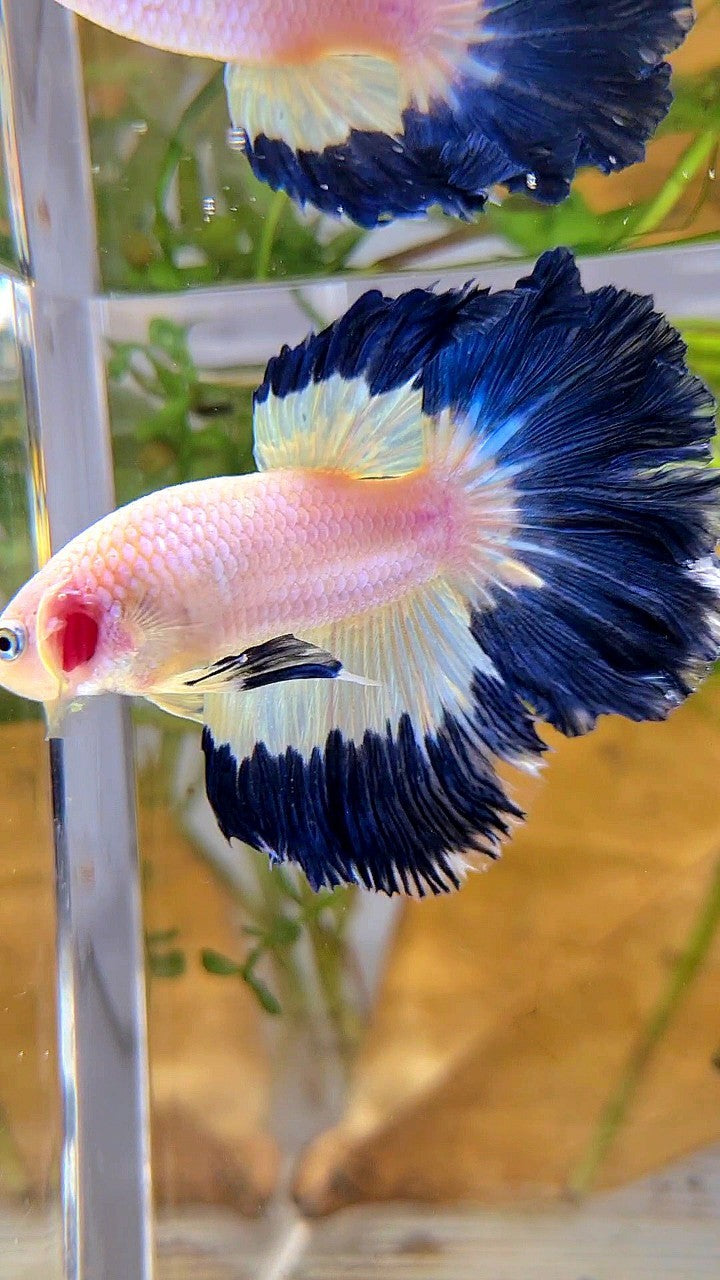 HALFMOON ROSETAIL DARK BLUE RIM BUTTERFLY BETTA FISH