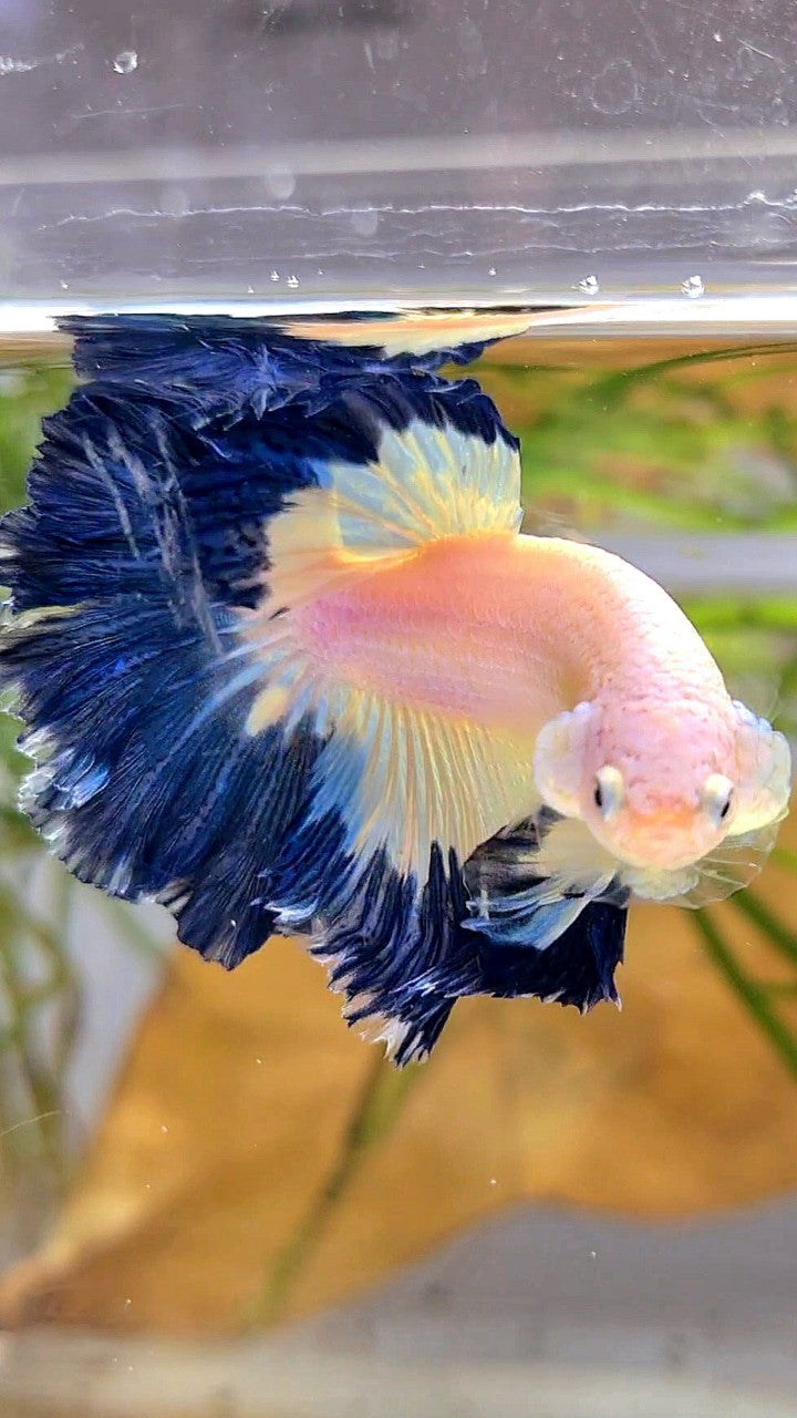 HALFMOON ROSETAIL DARK BLUE RIM BUTTERFLY BETTA FISH