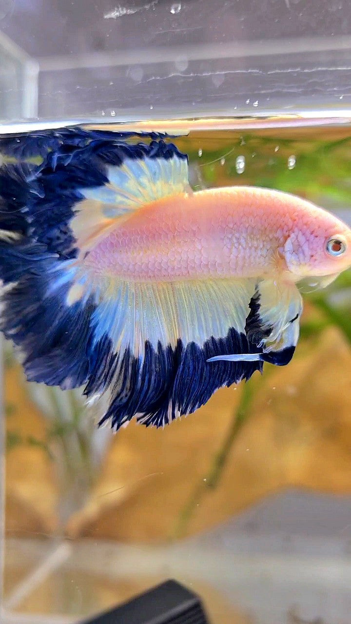 HALFMOON ROSETAIL DARK BLUE RIM BUTTERFLY BETTA FISH