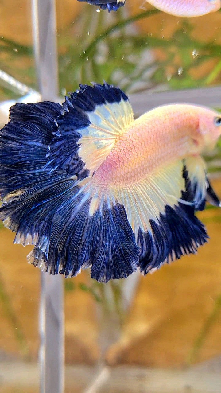 HALFMOON ROSETAIL DARK BLUE RIM BUTTERFLY BETTA FISH