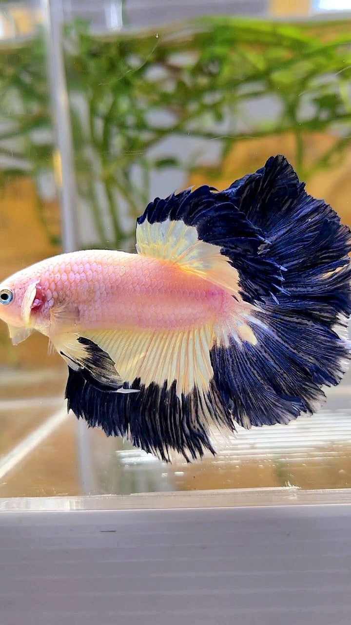 HALFMOON ROSETAIL DARK BLUE RIM BUTTERFLY BETTA FISH