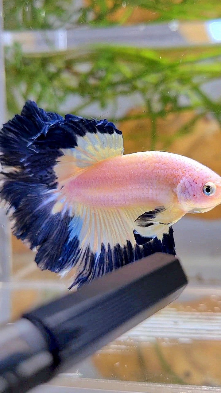 HALFMOON ROSETAIL DARK BLUE RIM BUTTERFLY BETTA FISH