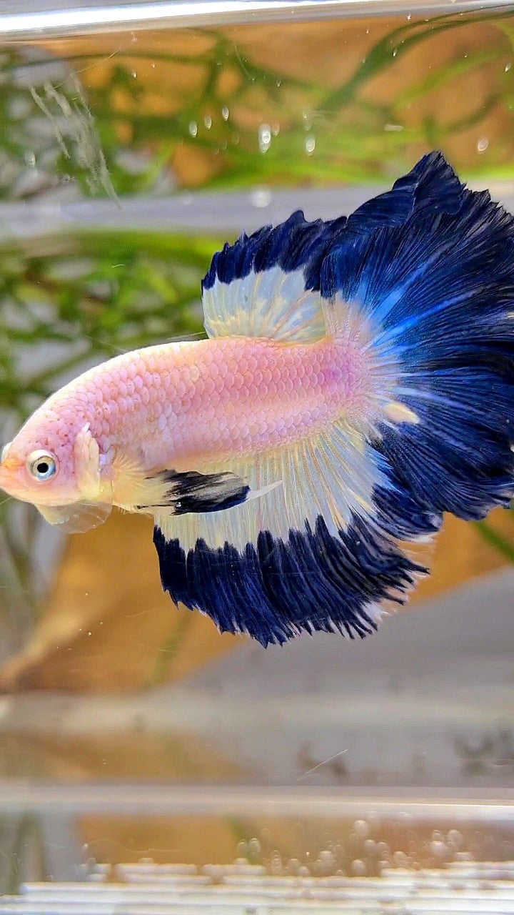 HALFMOON ROSETAIL DARK BLUE RIM BUTTERFLY BETTA FISH