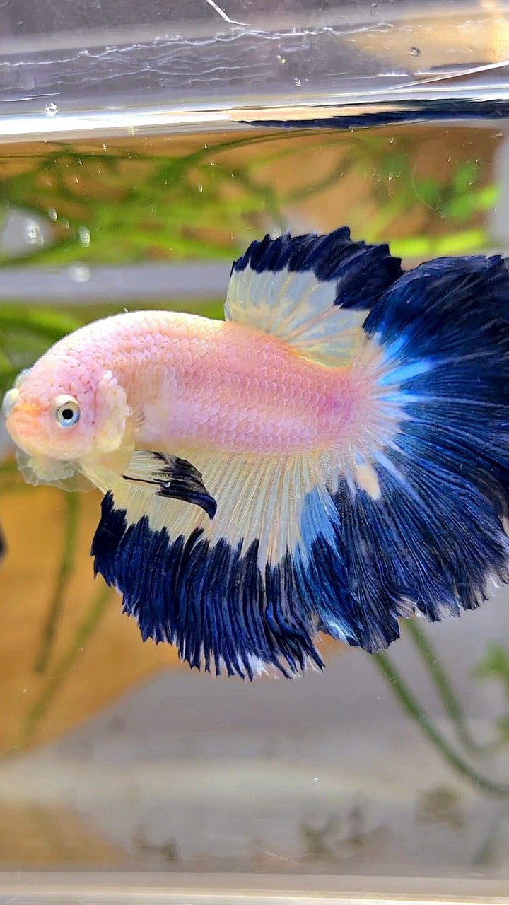 HALFMOON ROSETAIL DARK BLUE RIM BUTTERFLY BETTA FISH