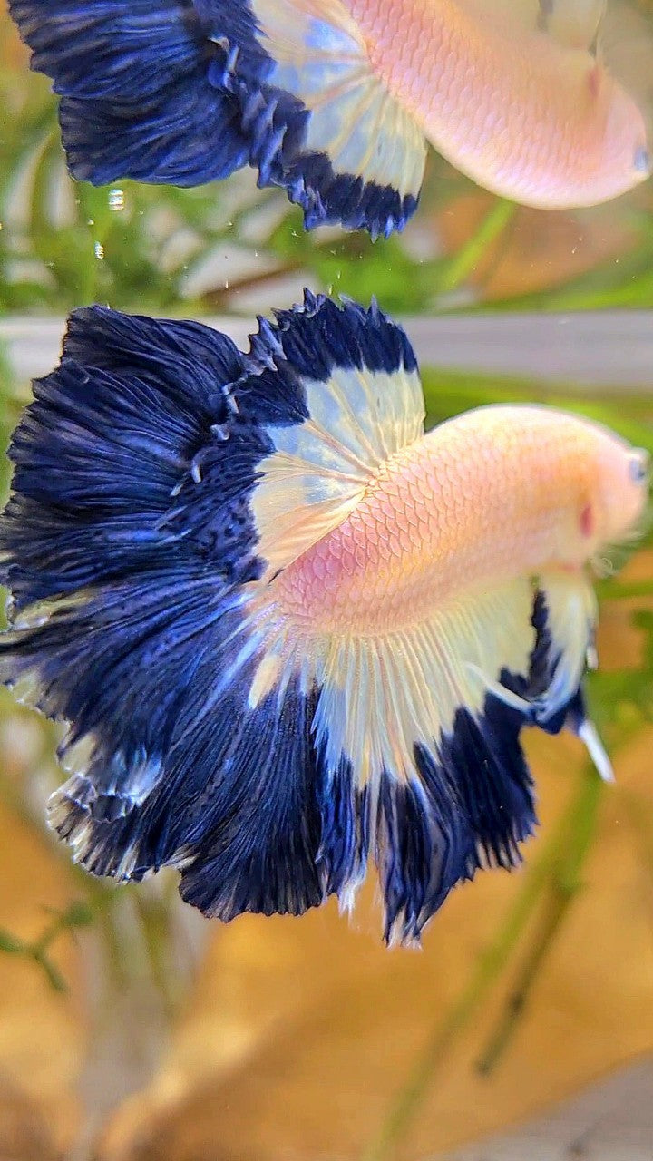 HALFMOON ROSETAIL DARK BLUE RIM BUTTERFLY BETTA FISH