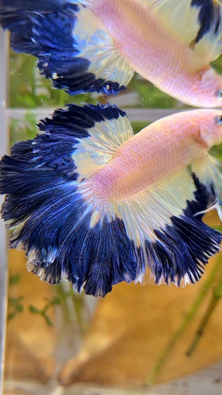 HALFMOON ROSETAIL DARK BLUE RIM BUTTERFLY BETTA FISH