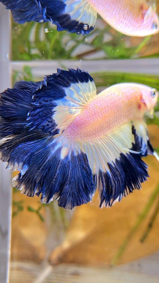 HALFMOON ROSETAIL DARK BLUE RIM BUTTERFLY BETTA FISH