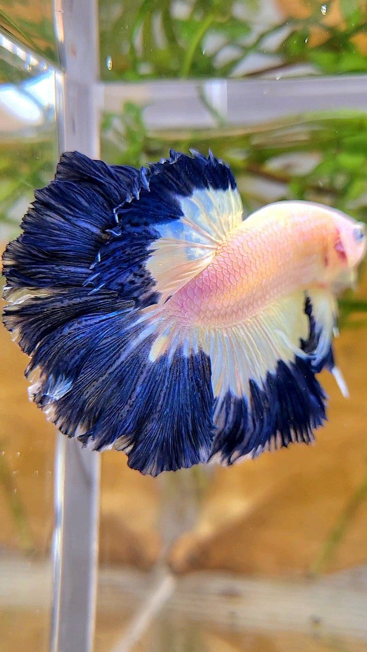 HALFMOON ROSETAIL DARK BLUE RIM BUTTERFLY BETTA FISH