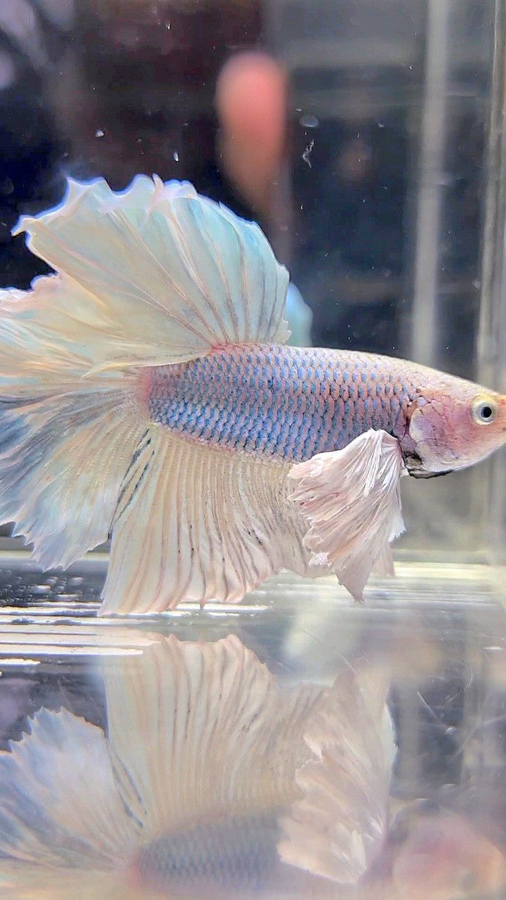 HALFMOON DUMBO EAR WHITE VIOLET BETTA FISH