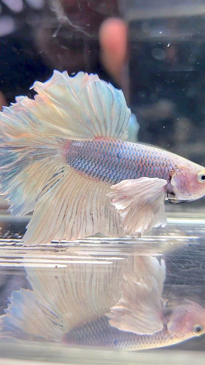 HALFMOON DUMBO EAR WHITE VIOLET BETTA FISH