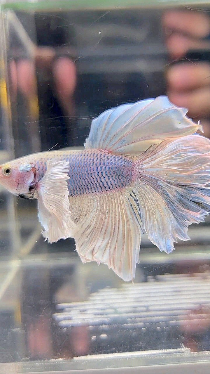 HALFMOON DUMBO EAR WHITE VIOLET BETTA FISH