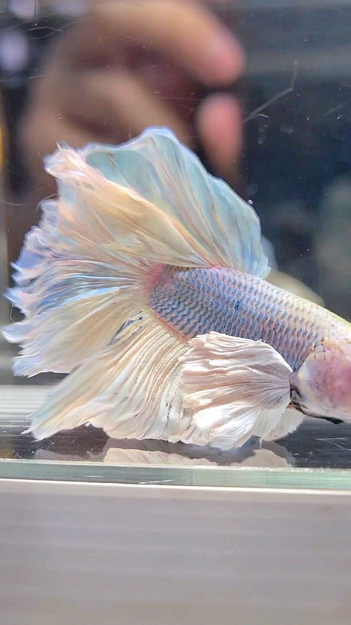 HALFMOON DUMBO EAR WHITE VIOLET BETTA FISH