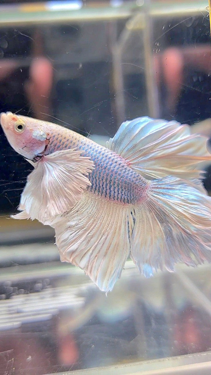 HALFMOON DUMBO EAR WHITE VIOLET BETTA FISH