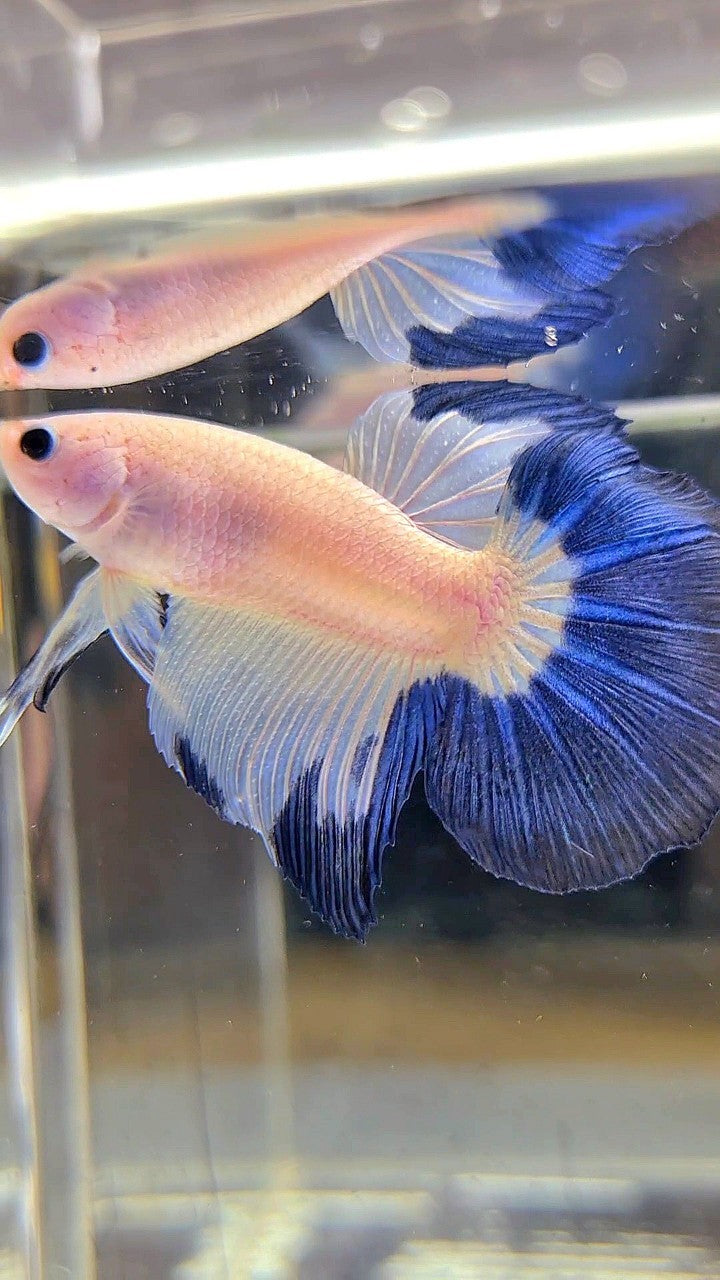 HALFMOON BLUE RIM BETTA FISH