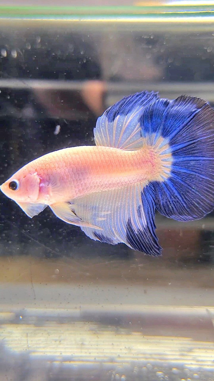 HALFMOON BLUE RIM BETTA FISH