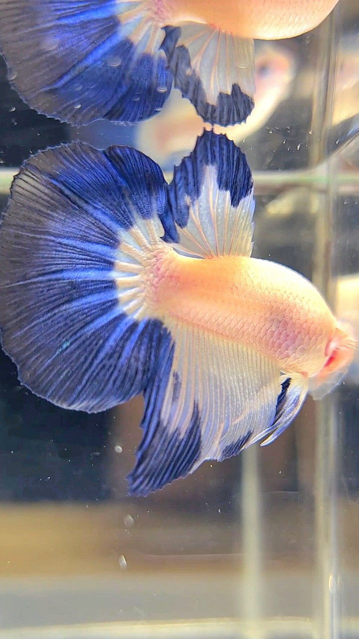 HALFMOON BLUE RIM BETTA FISH