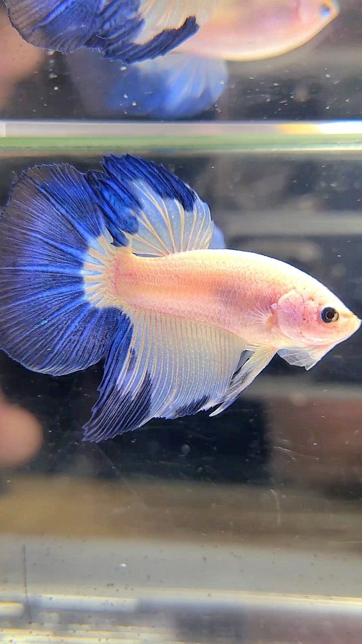 HALFMOON BLUE RIM BETTA FISH