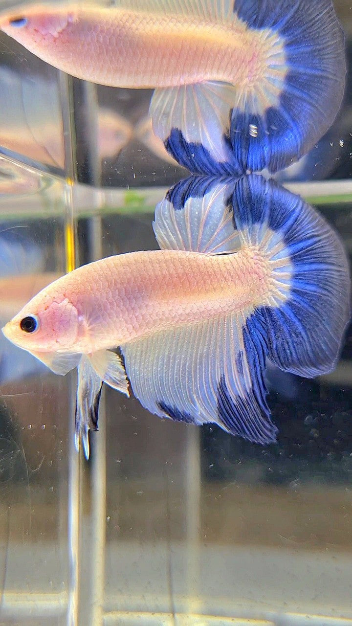 HALFMOON BLUE RIM BETTA FISH