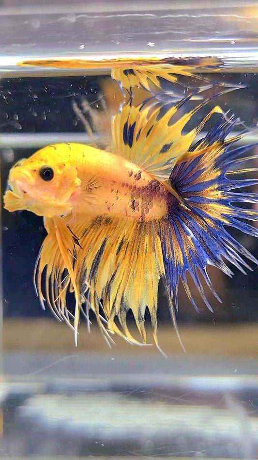 CROWNTAIL YELLOW FANCY THUNDER MULTICOLOR BETTA FISH