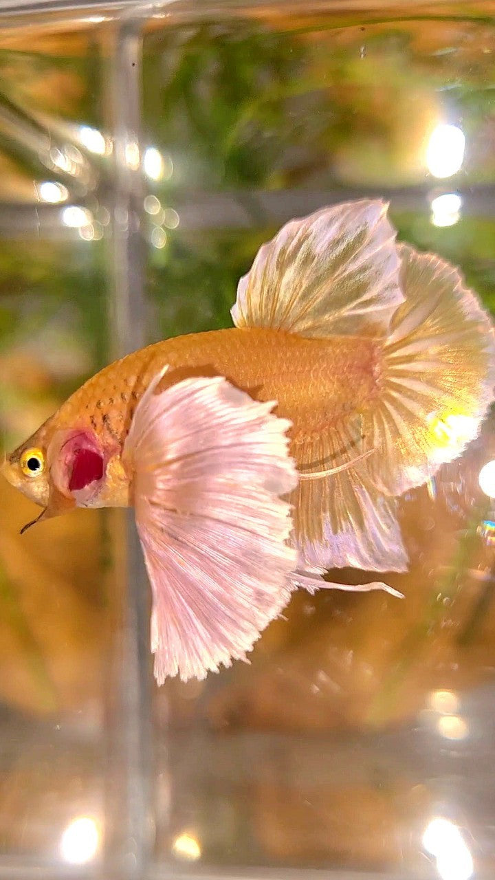 PLAKAT SUPER DUMBO EAR SUPER GOLD BETTA FISH