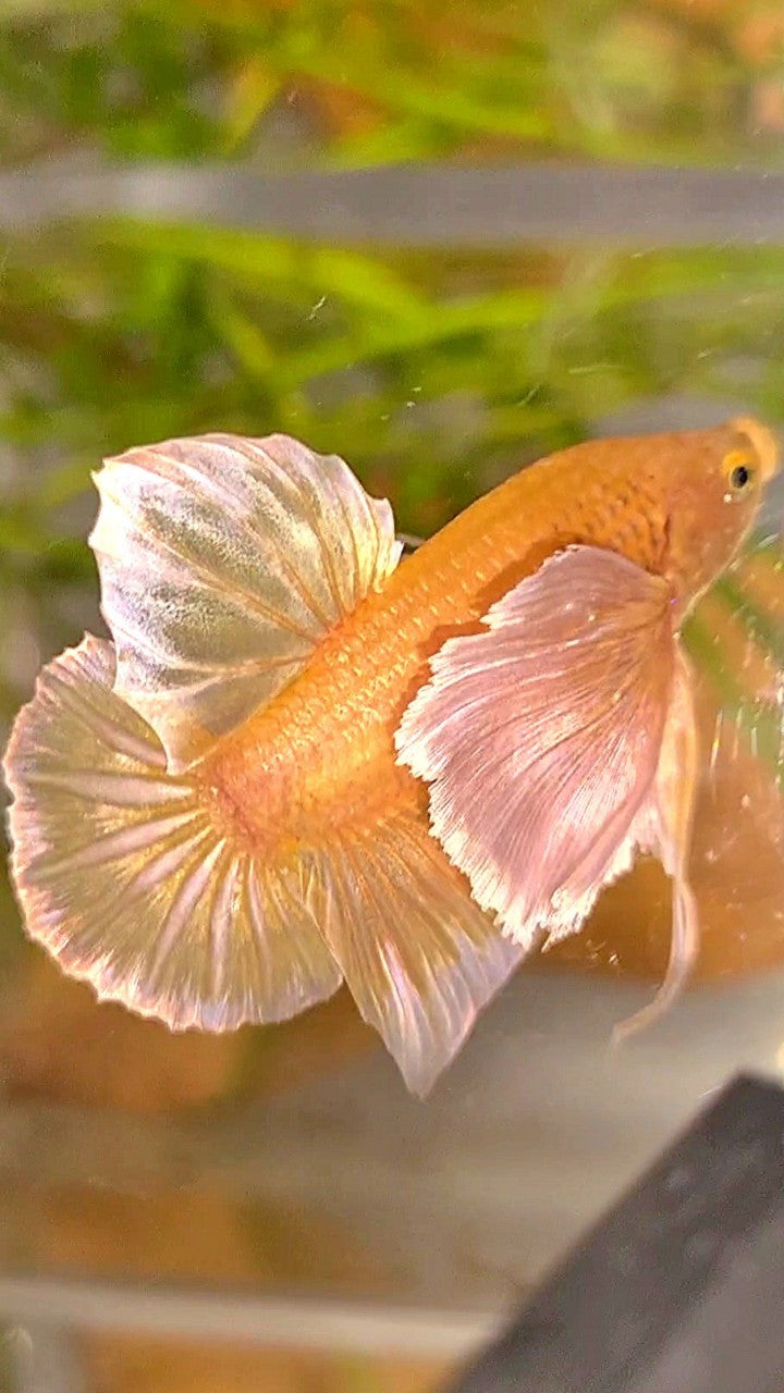 PLAKAT SUPER DUMBO EAR SUPER GOLD BETTA FISH