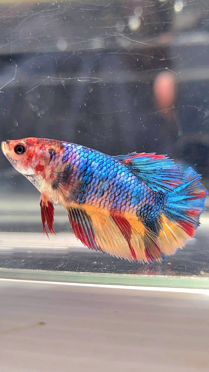 FEMALE HALFMOON BLUE YELLOW MULTICOLOR BETTA FISH