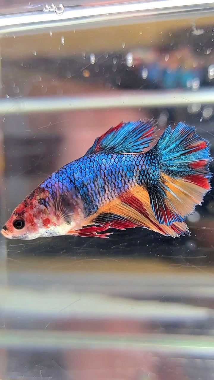 FEMALE HALFMOON BLUE YELLOW MULTICOLOR BETTA FISH