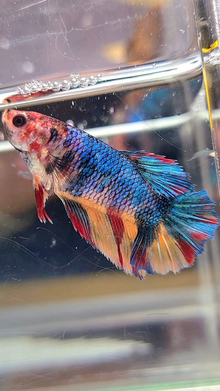 FEMALE HALFMOON BLUE YELLOW MULTICOLOR BETTA FISH