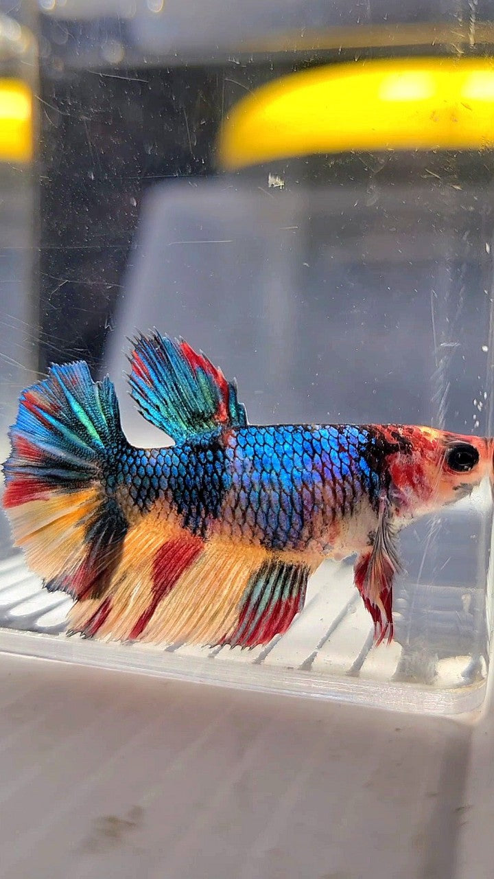 FEMALE HALFMOON BLUE YELLOW MULTICOLOR BETTA FISH