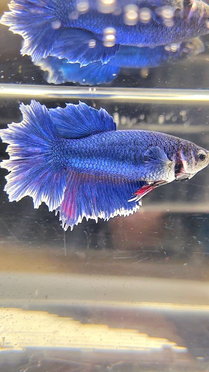 FEMALE HALFMOON FEATHER TAIL BLUE BUTTERFLY BETTA FISH