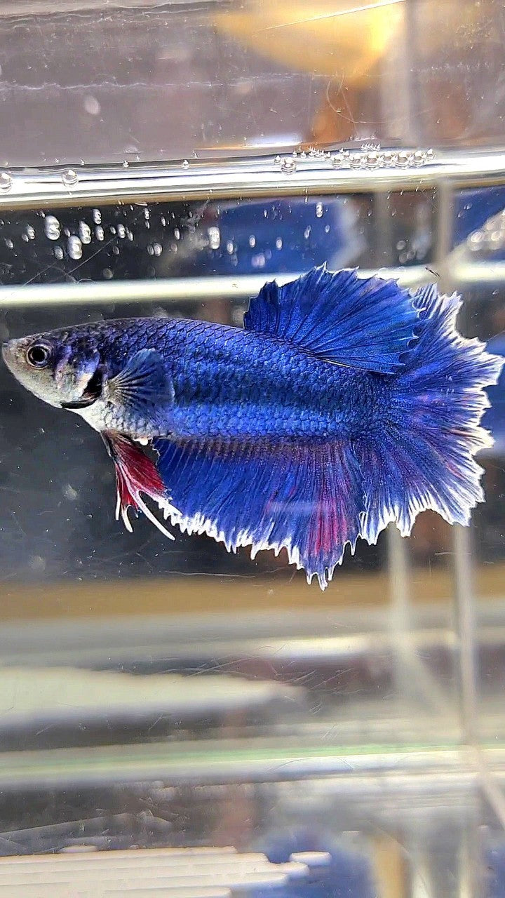 FEMALE HALFMOON FEATHER TAIL BLUE BUTTERFLY BETTA FISH