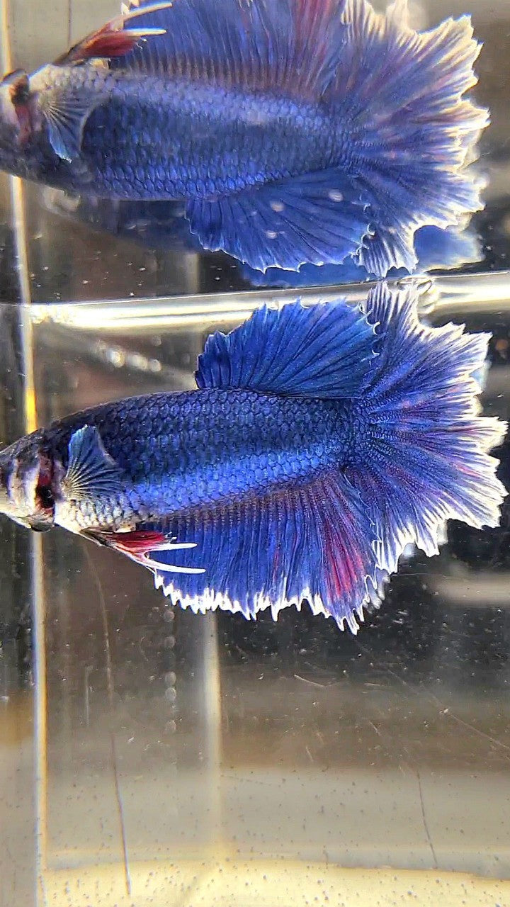 FEMALE HALFMOON FEATHER TAIL BLUE BUTTERFLY BETTA FISH