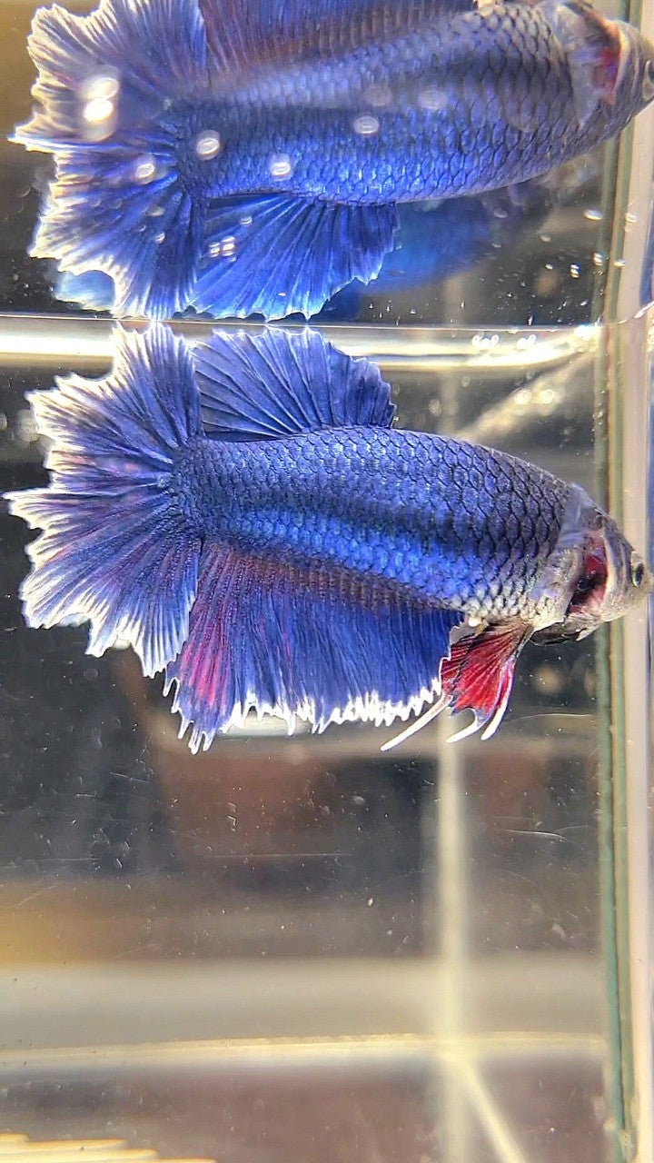 FEMALE HALFMOON FEATHER TAIL BLUE BUTTERFLY BETTA FISH