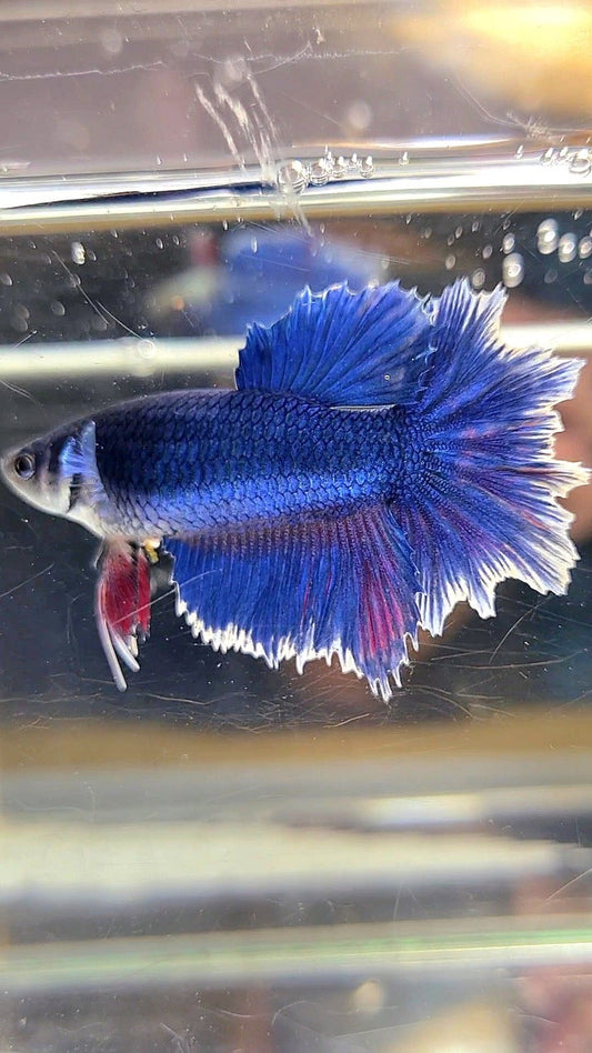 FEMALE HALFMOON FEATHER TAIL BLUE BUTTERFLY BETTA FISH