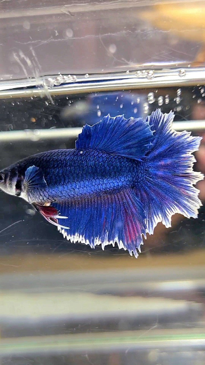 FEMALE HALFMOON FEATHER TAIL BLUE BUTTERFLY BETTA FISH