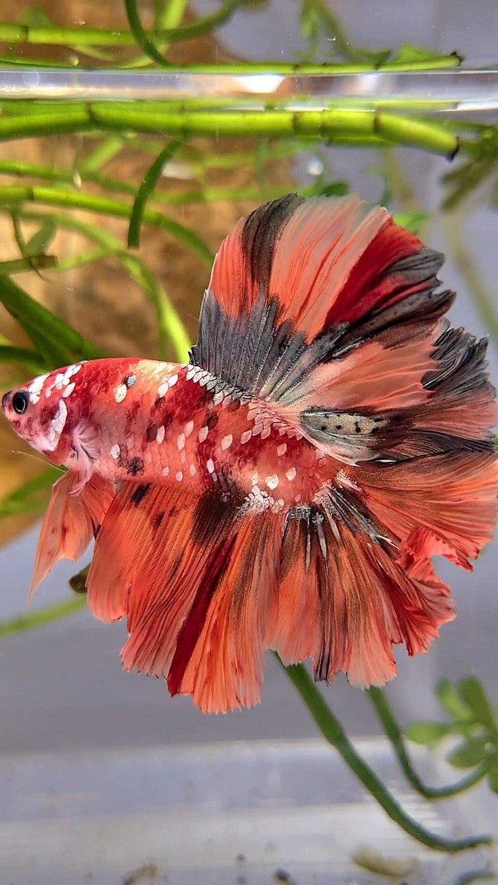 HALFMOON DOUBLE TAIL ORANGE GALAXY COPPER NEMO MULTICOLOR BETTA FISH