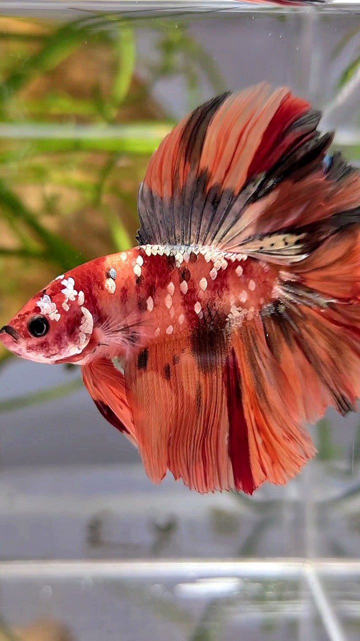 HALFMOON DOUBLE TAIL ORANGE GALAXY COPPER NEMO MULTICOLOR BETTA FISH