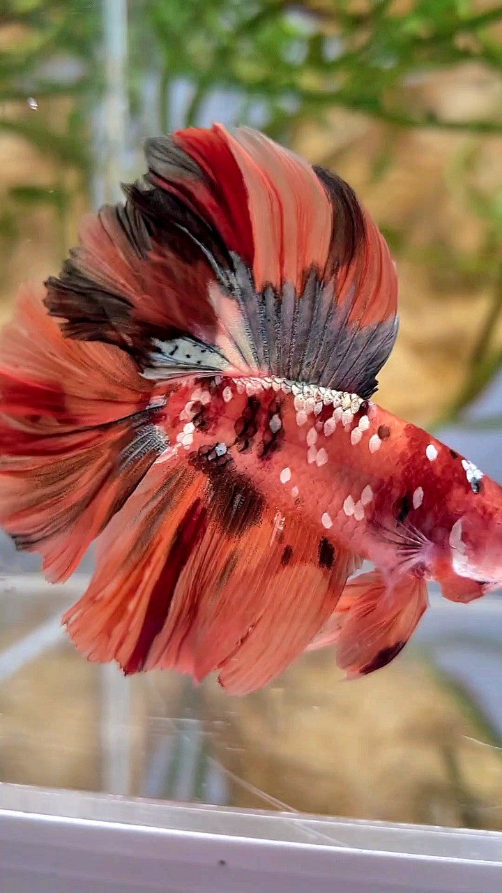 HALFMOON DOUBLE TAIL ORANGE GALAXY COPPER NEMO MULTICOLOR BETTA FISH