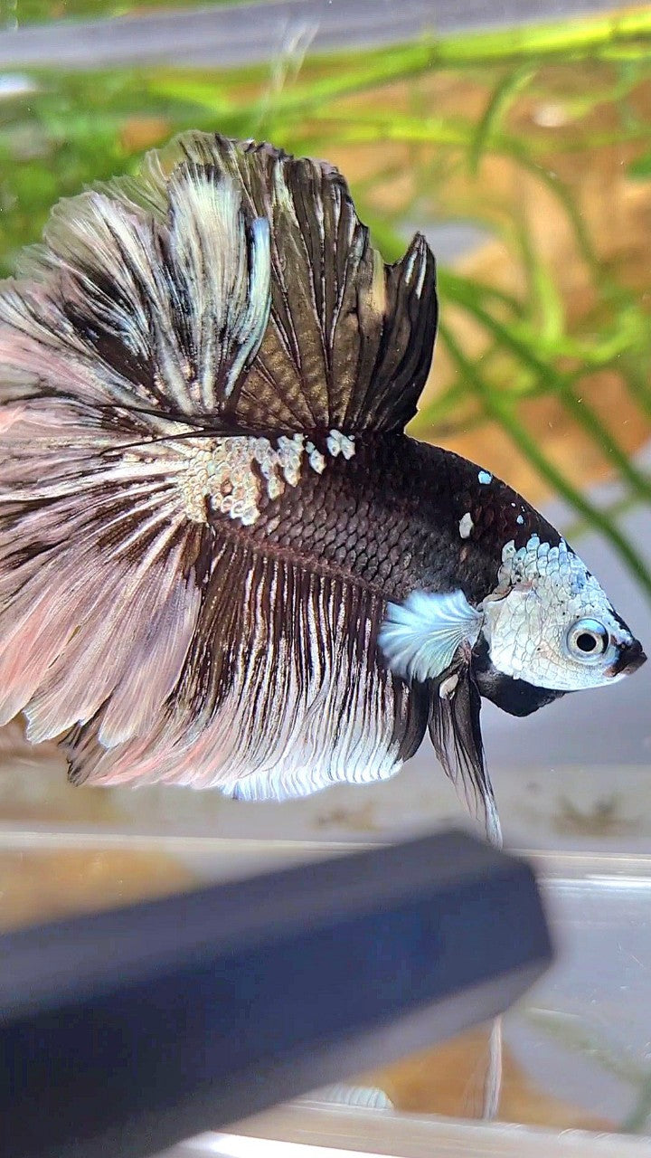 LUXURY HALFMOON ROSETAIL MASKING BLACK MAMBA SNOW BETTA FISH