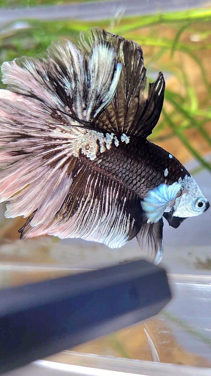 LUXURY HALFMOON ROSETAIL MASKING BLACK MAMBA SNOW BETTA FISH