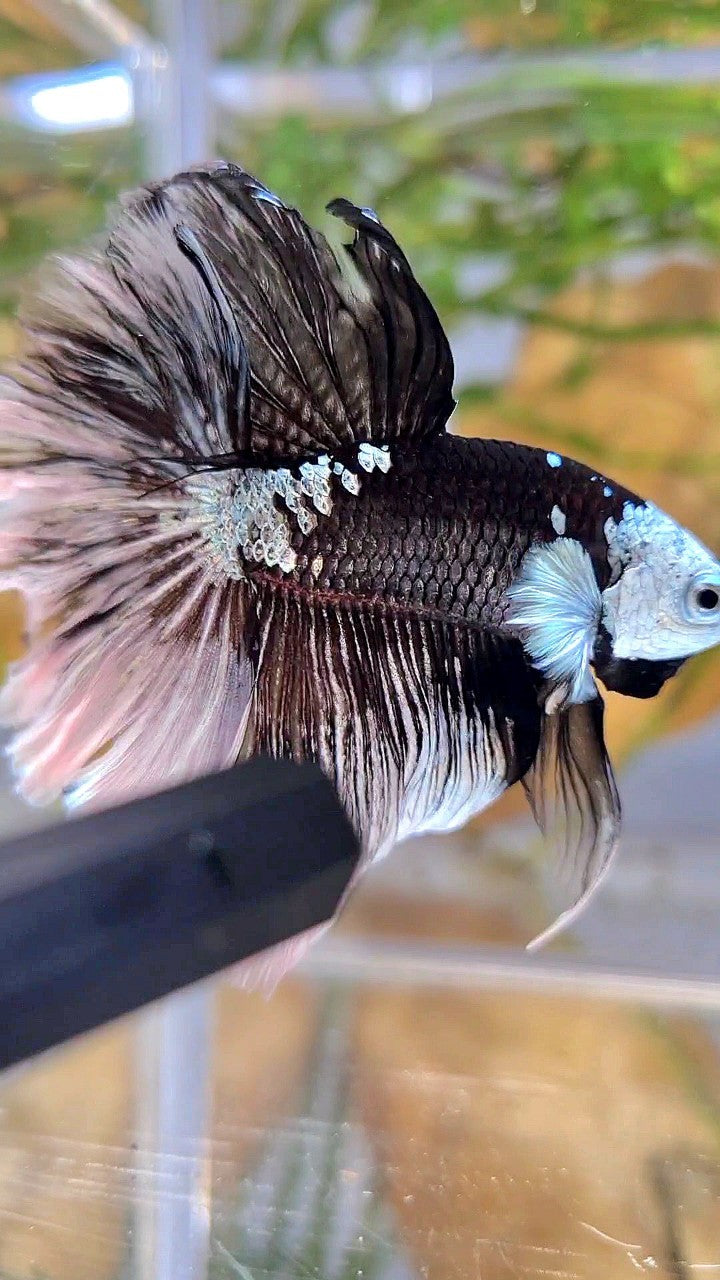 LUXURY HALFMOON ROSETAIL MASKING BLACK MAMBA SNOW BETTA FISH